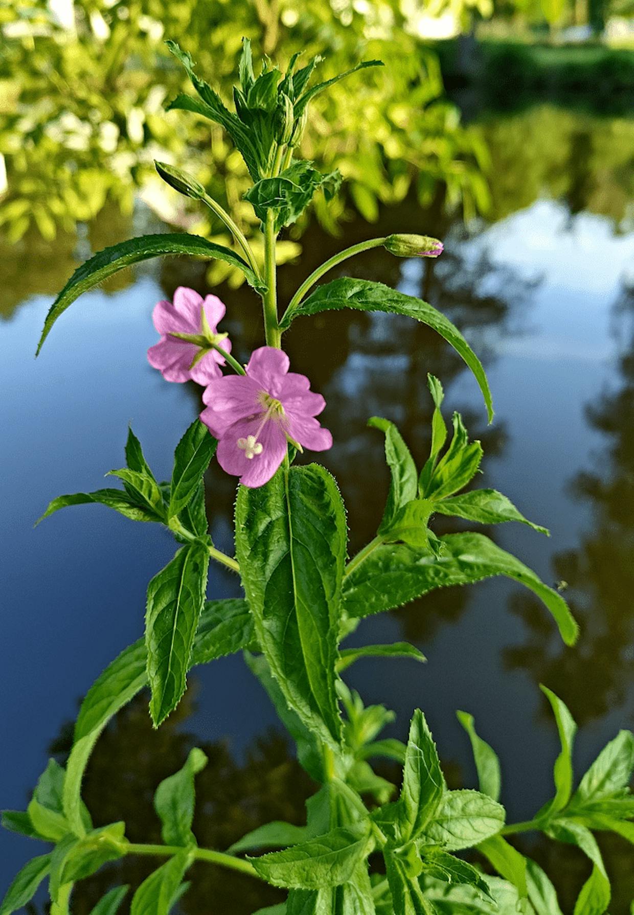 vrbovka chlupatá