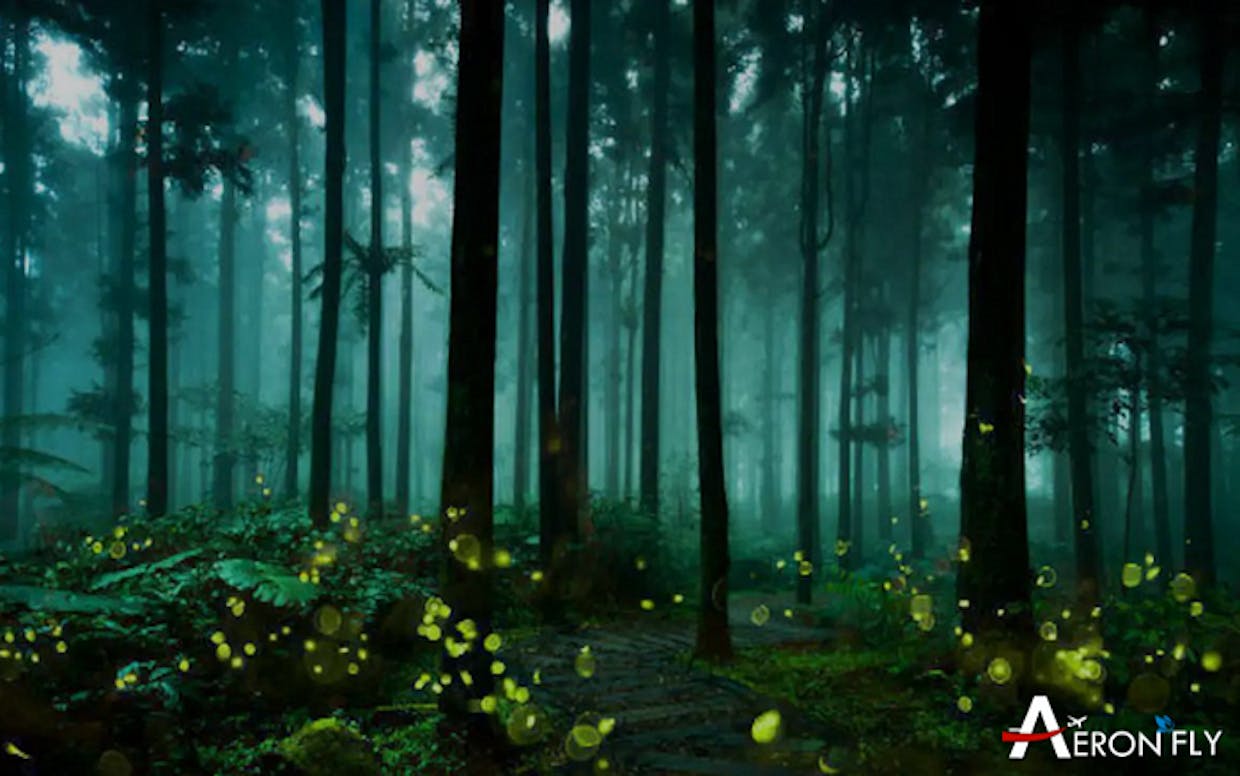 What is the Purushwadi Fireflies Festival?
