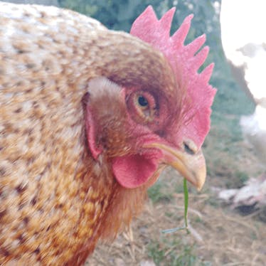Hühnerfreunde 🐔