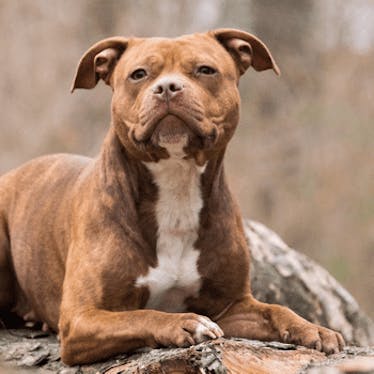 „Listenhunde“? Nie im Leben!
