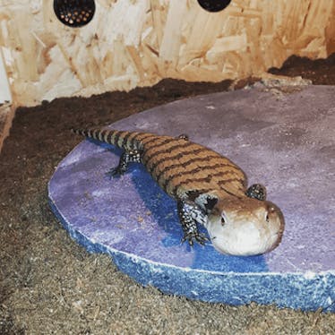 Reptilien Dresden & Umgebung