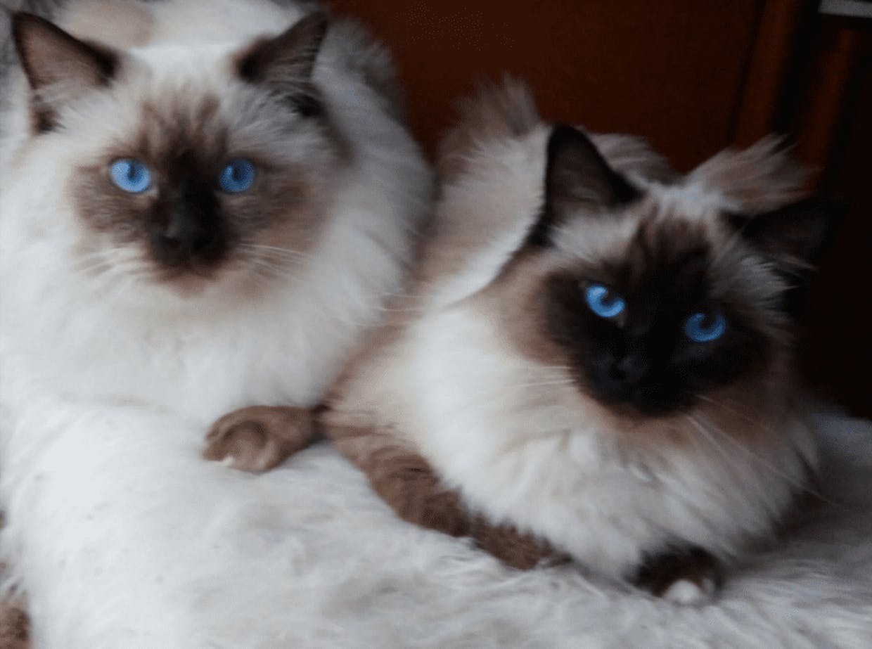 Luna und Gizmo meine 2 Diamanten 💙💙