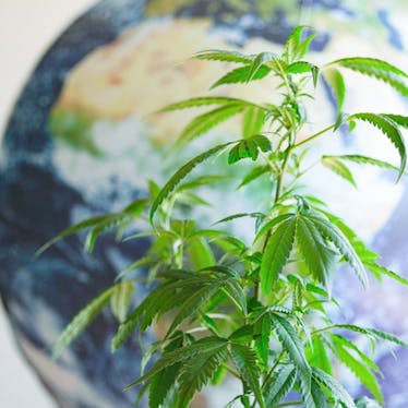Cannabis news