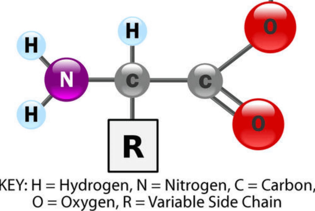 Amino acids and peptide links