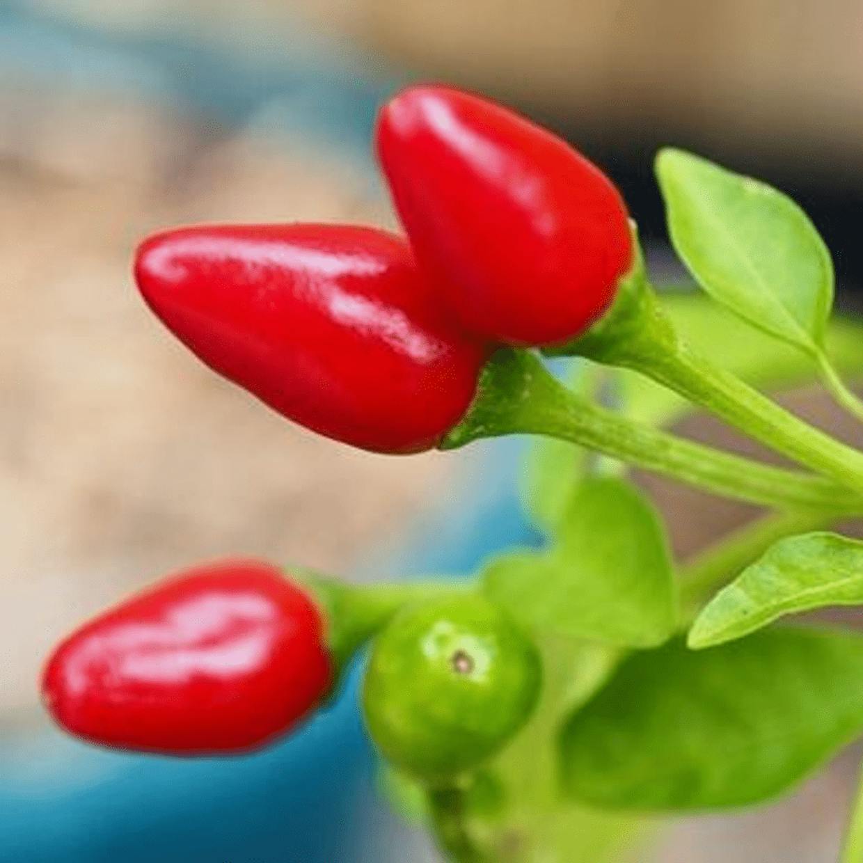 What is your favorite pepper?
