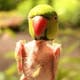 Squawk