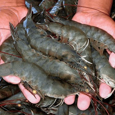Shrimp Husbandry